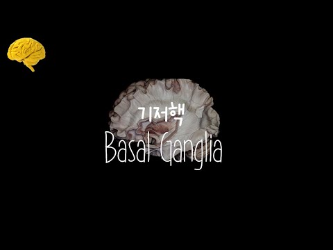 [간호사의 공부방] 신경외과간호사의 해부생리학-신경계통 : 04 기저핵(Basal ganglia)이 대체 어디야?